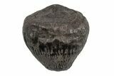 Cretaceous Alligatoroid (Brachychampsa) Tooth - Montana #218547-1
